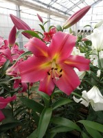 [5187 Empolo VWS No01.JPG]